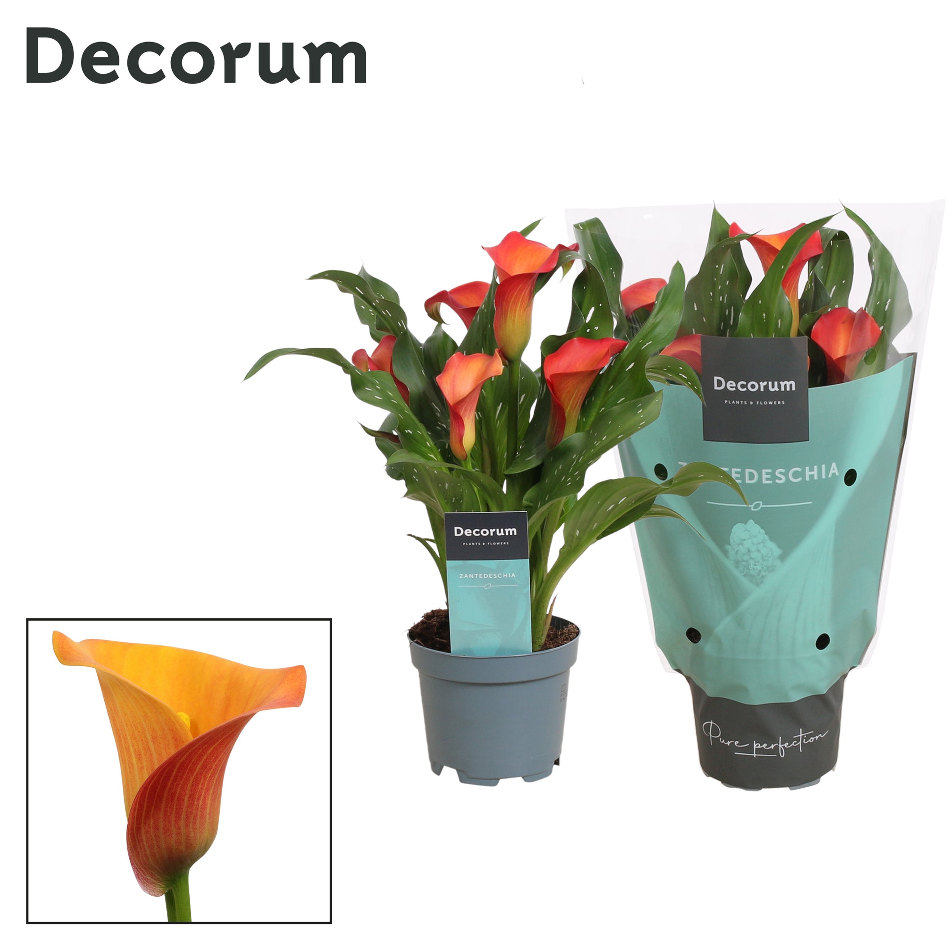 Vreugdenhil Bulbs & Plants Zantedeschia orange Pack of 12