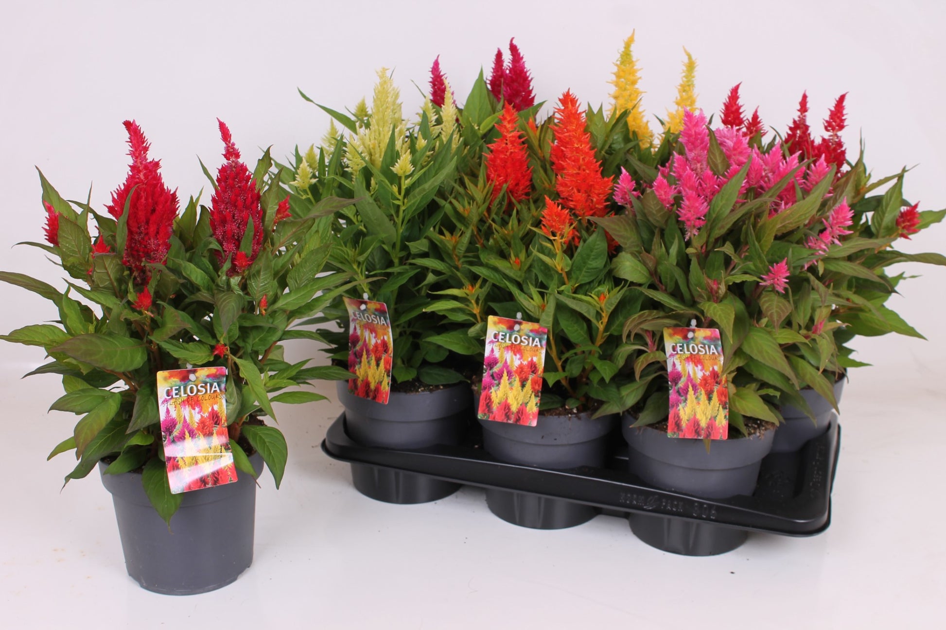 Scheffers, A.J.S. Celosia Kelos Fire mix Pack of 6