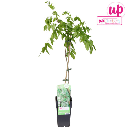 Wisteria Hybrid mix 70cm 15cm Pot