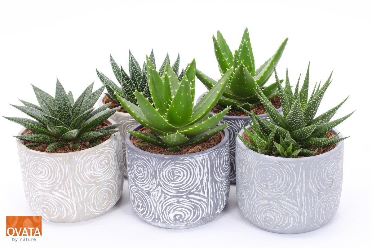 Succulent mix 15cm 14cm Pot