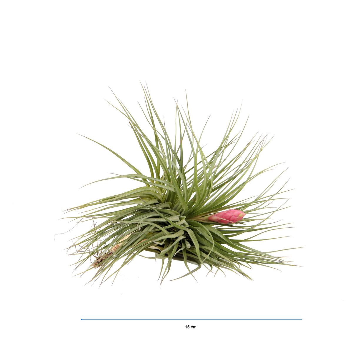 Tillandsia ionantha 15cm 999cm Pot