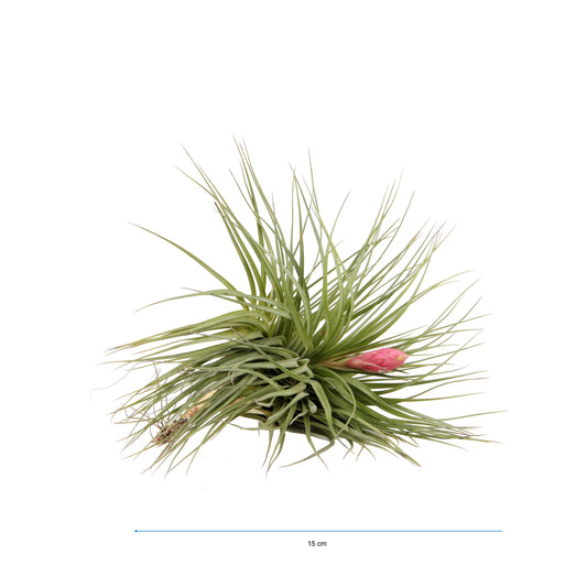 Tillandsia ionantha 15cm 999cm Pot