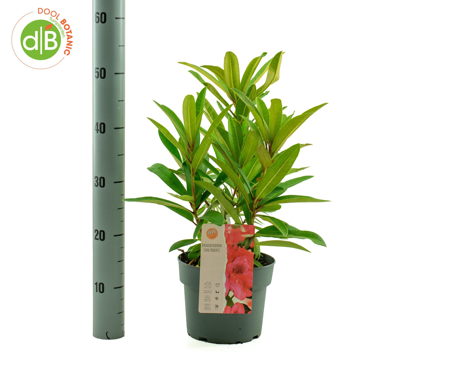 Rhododendron Lord Roberts 45cm 19cm Pot