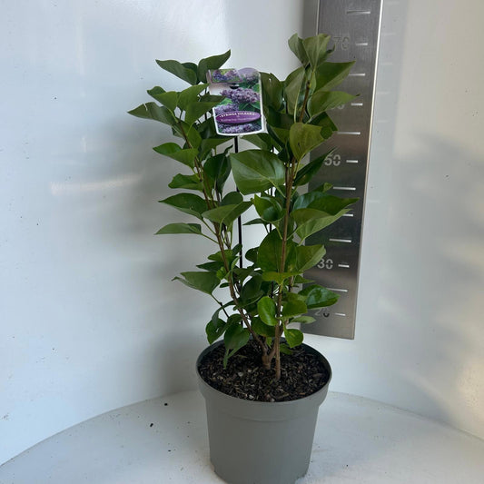 Syringa vulgaris Katherine Havemeyer 55cm 23cm Pot