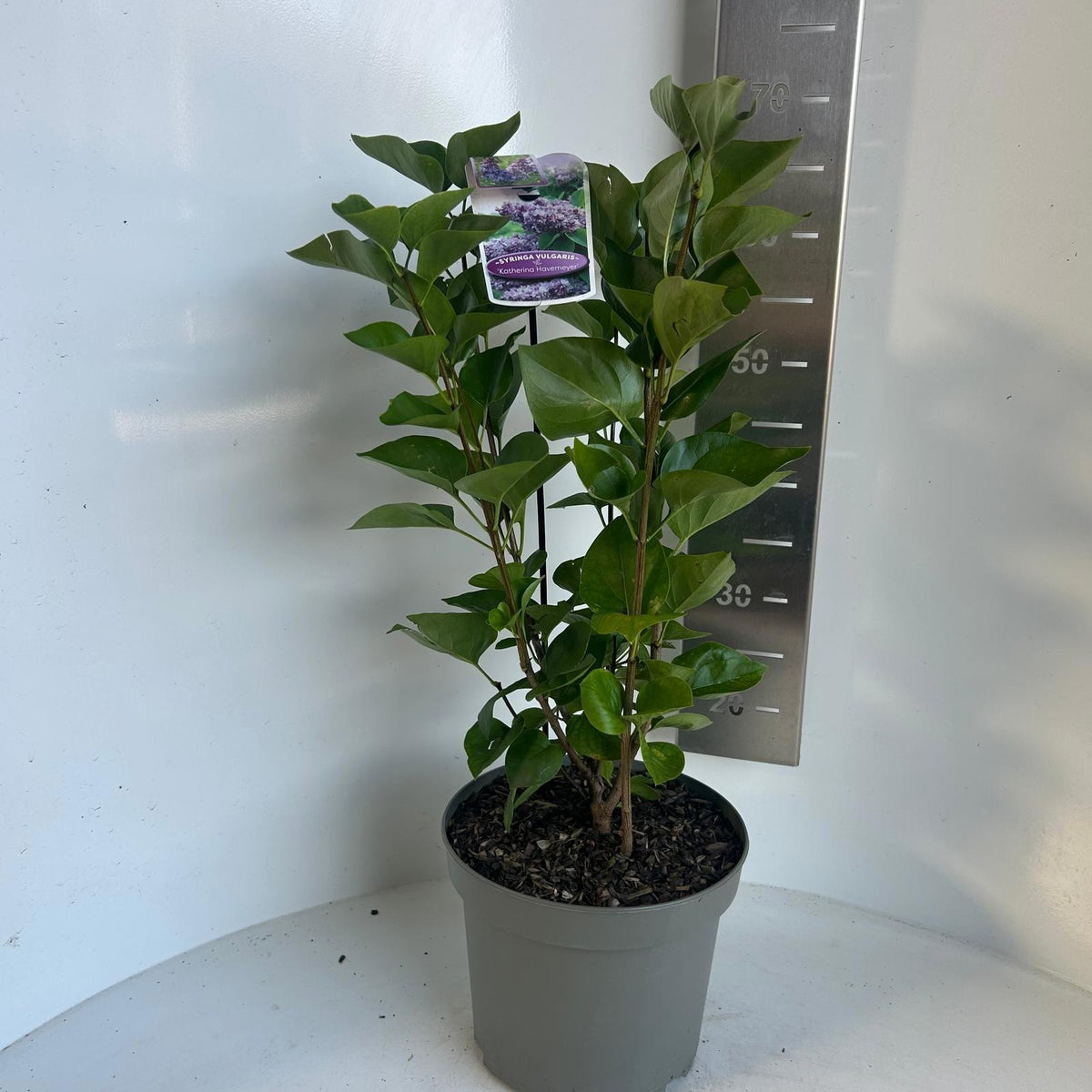Syringa vulgaris Katherine Havemeyer 55cm 23cm Pot