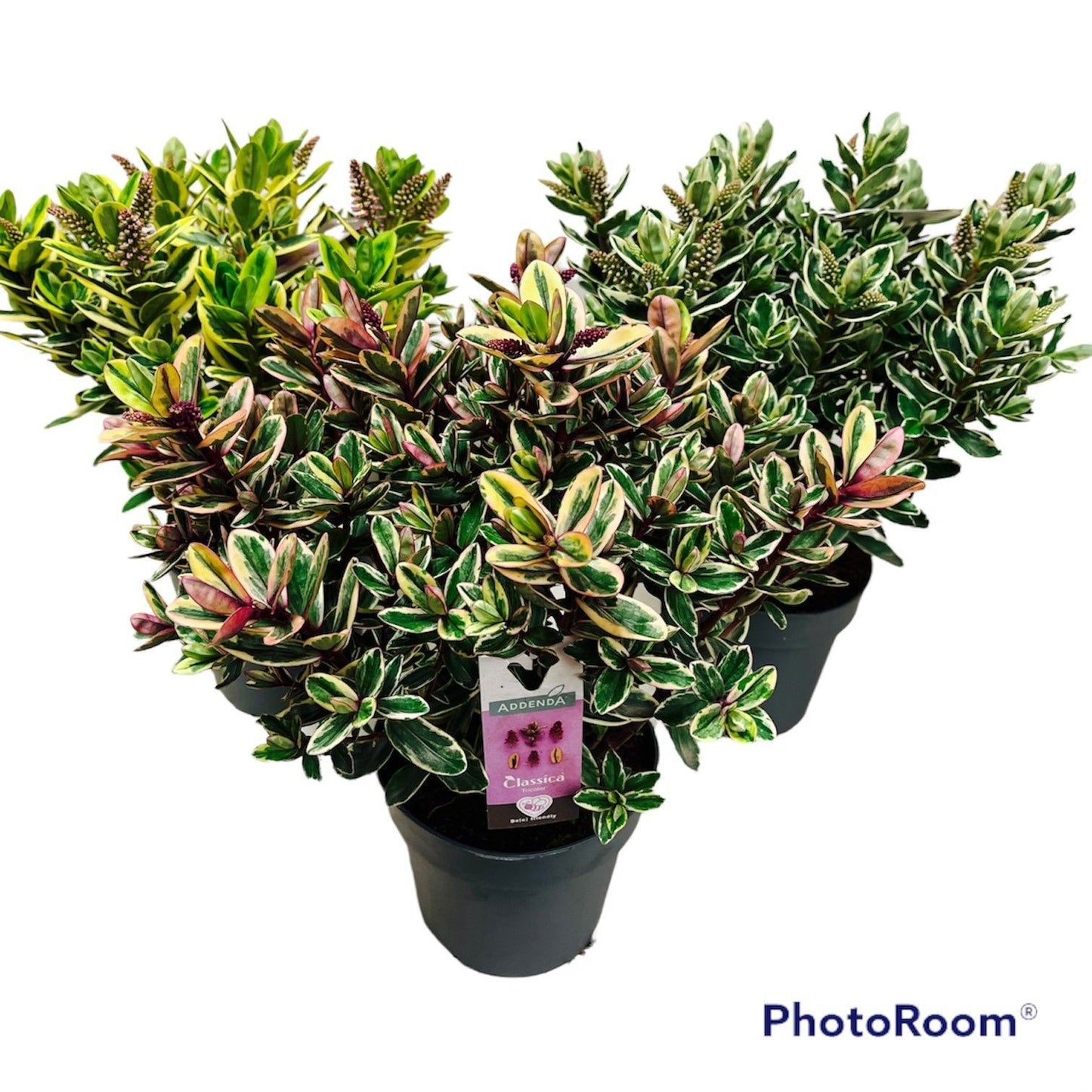 Hebe Addenda mix bont 35cm 17cm Pot
