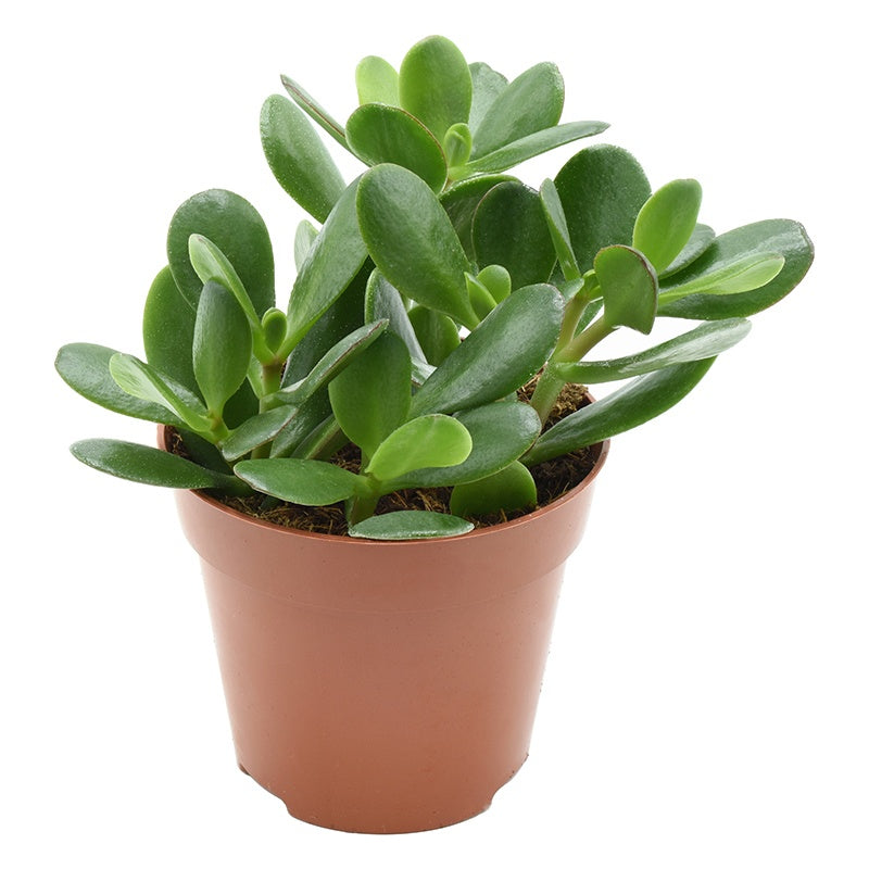 Crassula ovata 17cm 12cm Pot