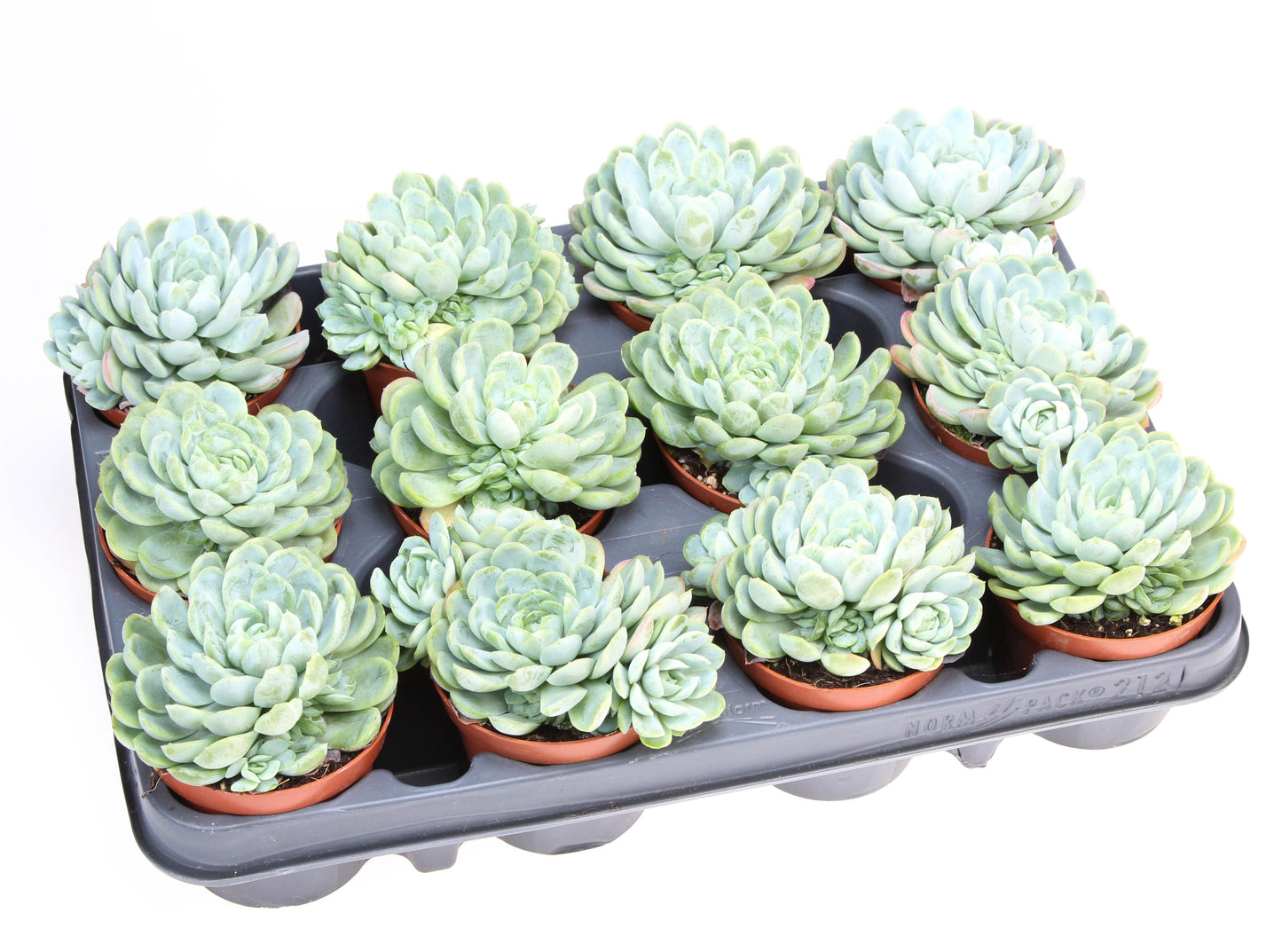 Euro Cactus Holland Bv Echeveria elegans Pack of 12