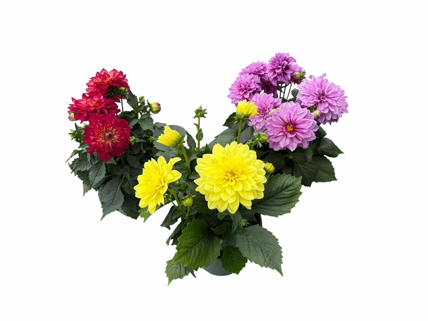 Dahlia Labella Grande mix 40cm 19cm Pot