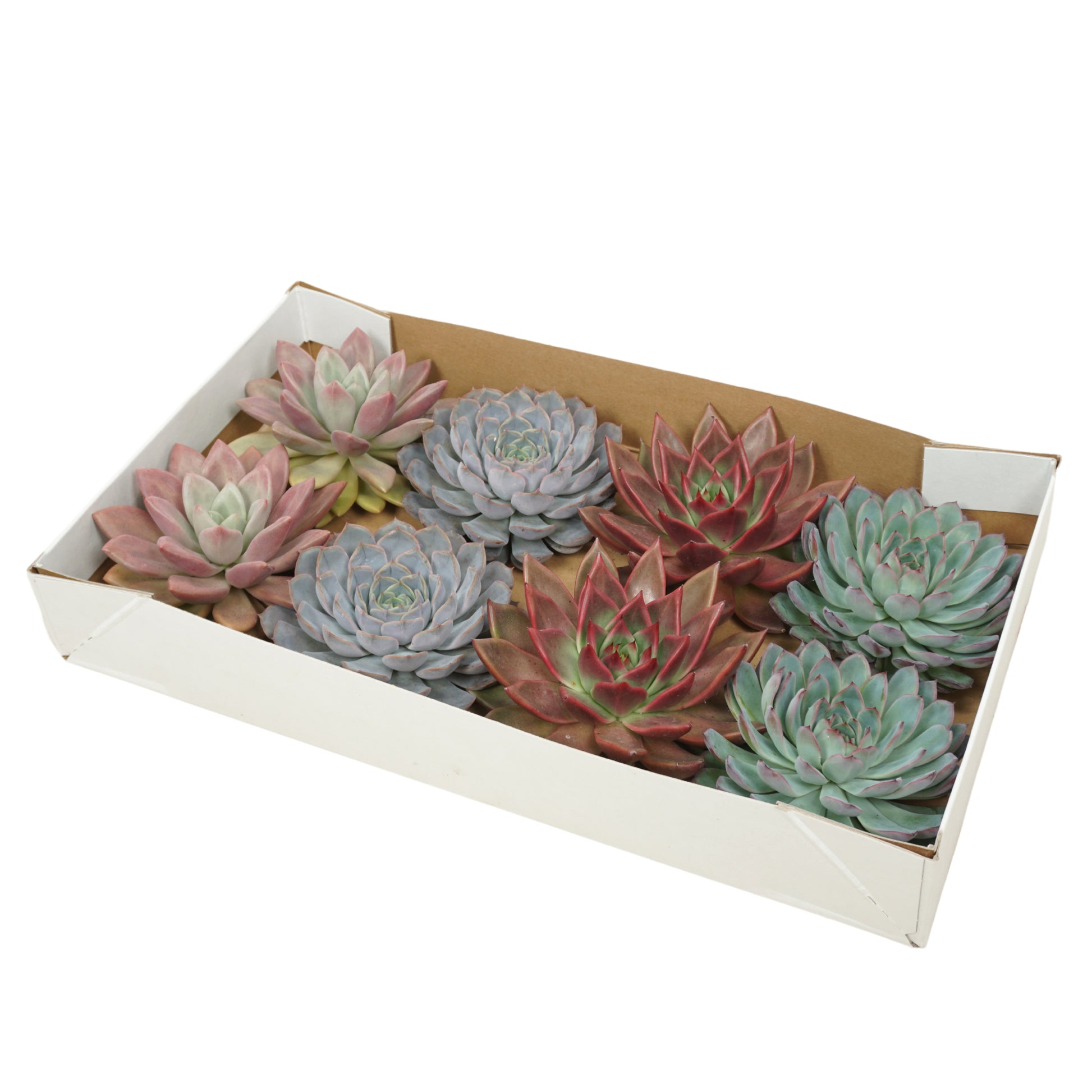 Echeveria mix 10cm 13cm Pot