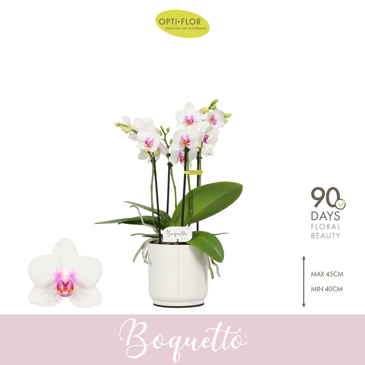 Phalaenopsis Boquetto Passione 40cm 12cm Pot