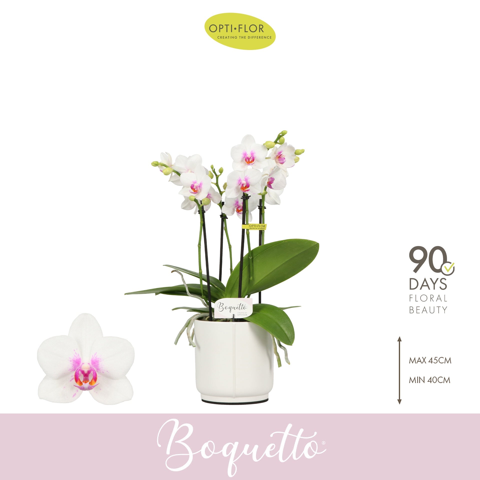 Phalaenopsis Boquetto Passione 40cm 12cm Pot