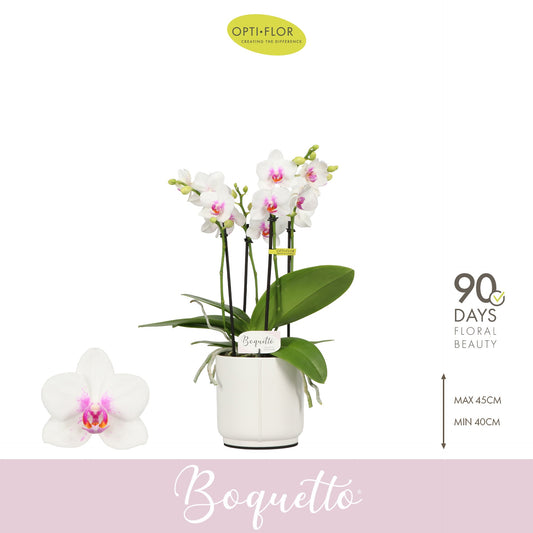 Phalaenopsis multiflora white 40cm 12cm Pot