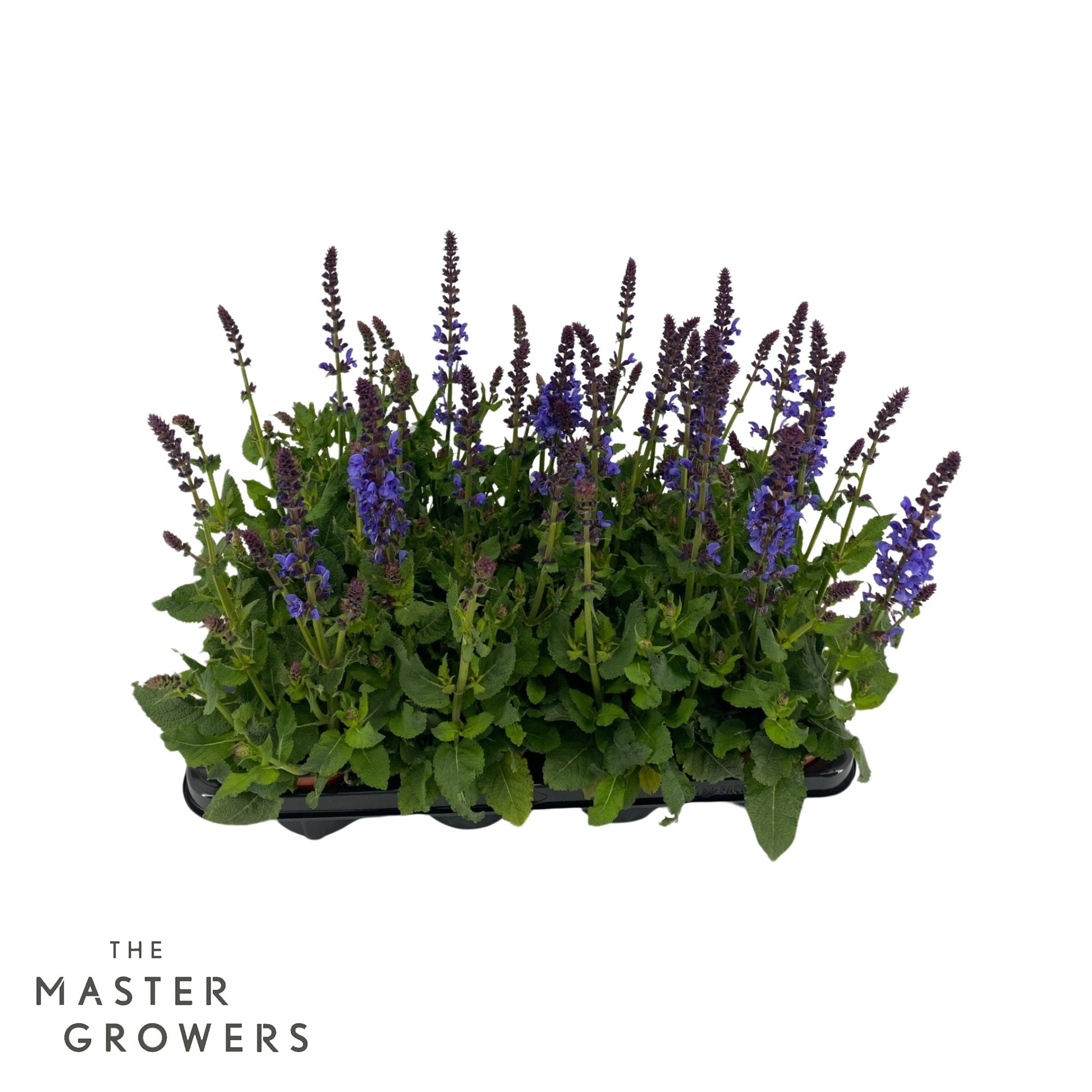 Salvia Blue Marvel 25cm 12cm Pot