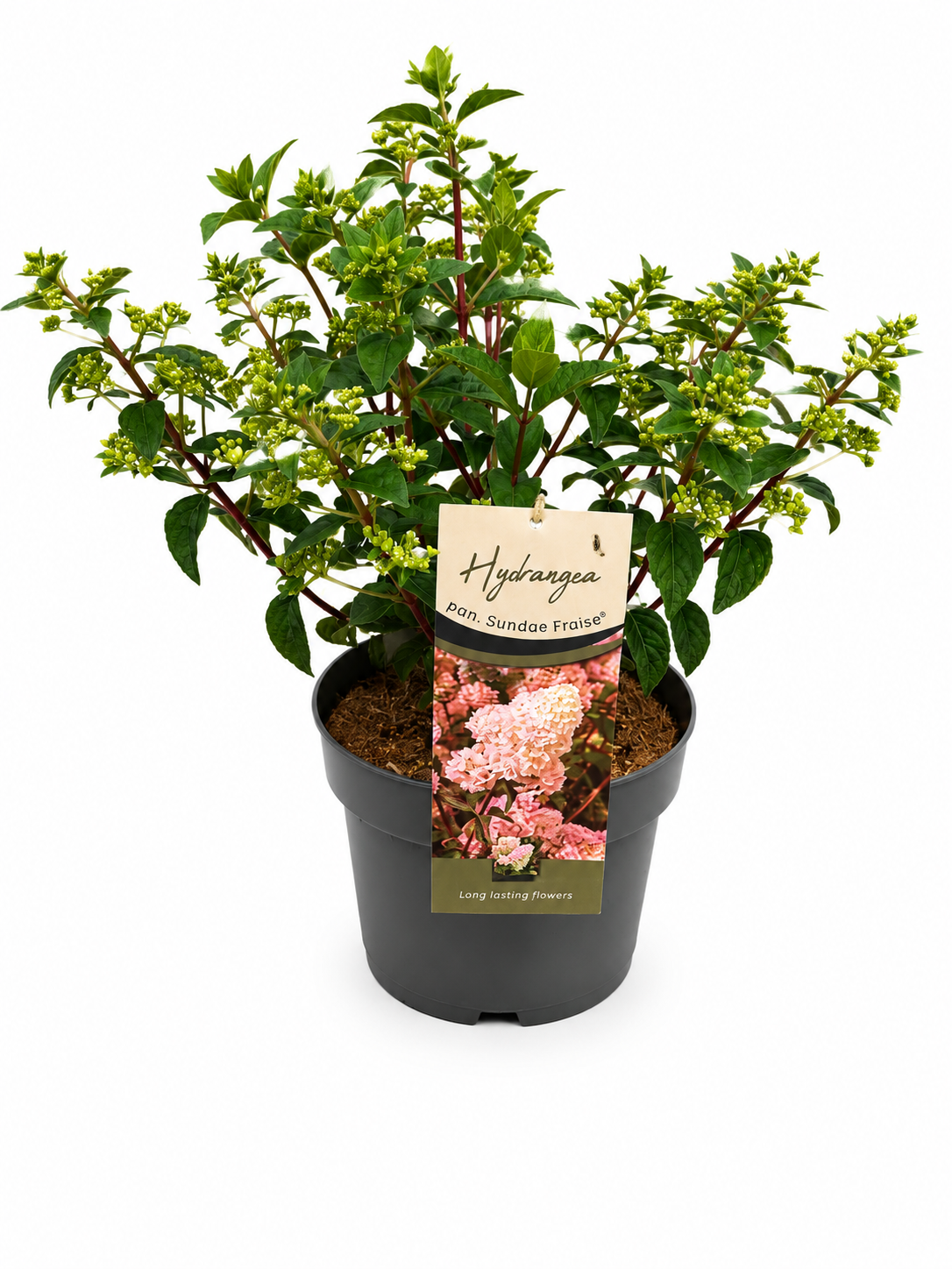 Hydrangea pan. Sundae Fraise 160cm 26cm Pot