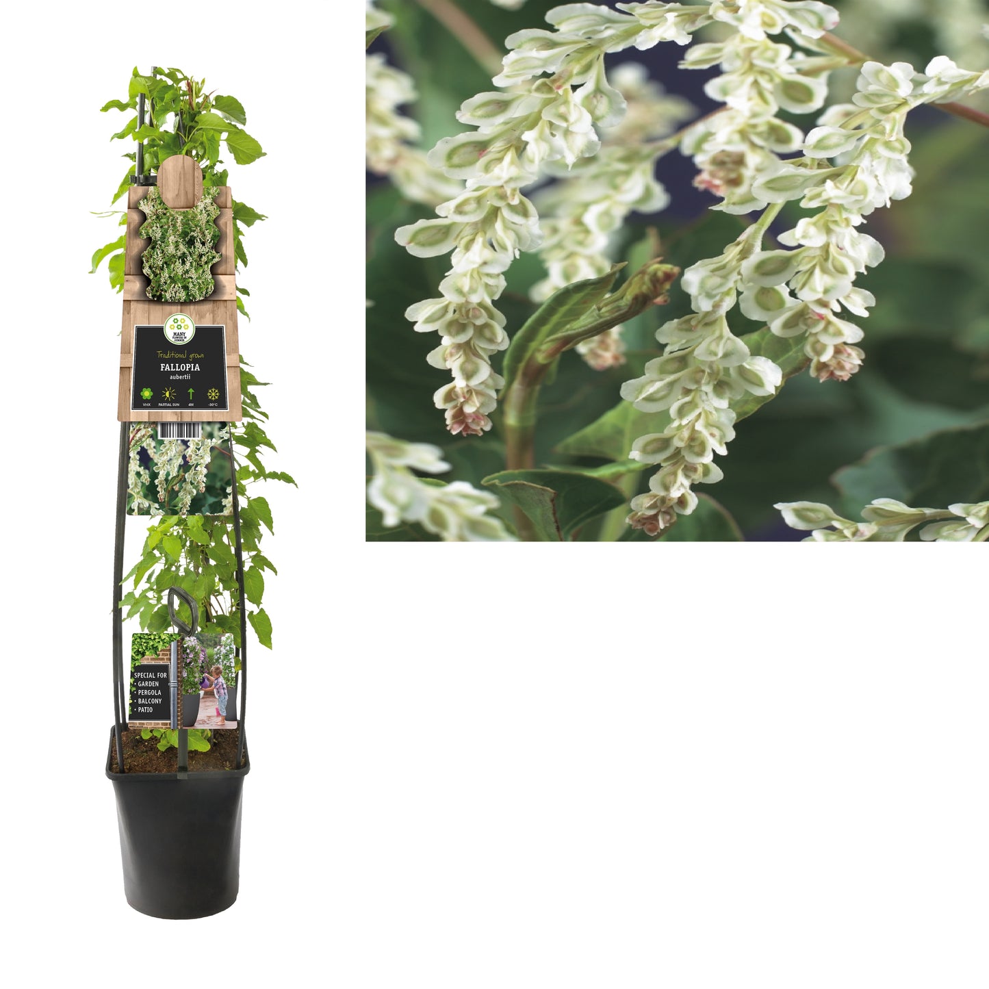 Fallopia aubertii 115cm 23cm Pot