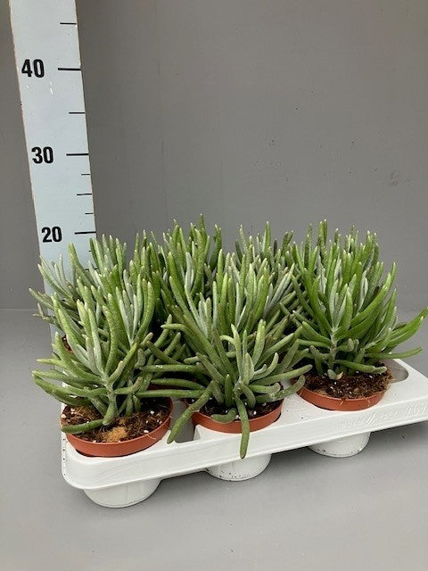 Senecio candidans 18cm 11cm Pot