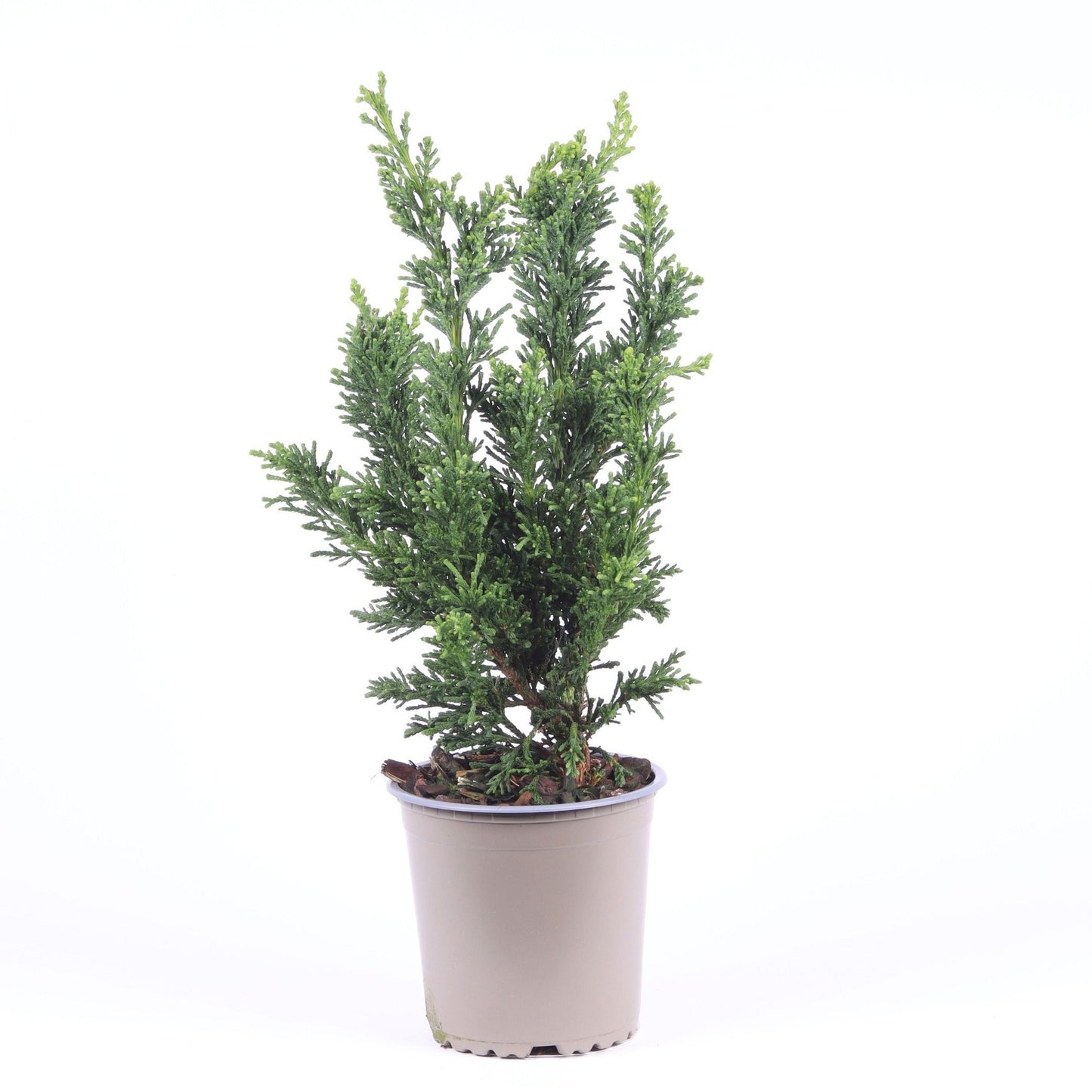 Chamaecyparis obtusa Draht 32cm 13cm Pot