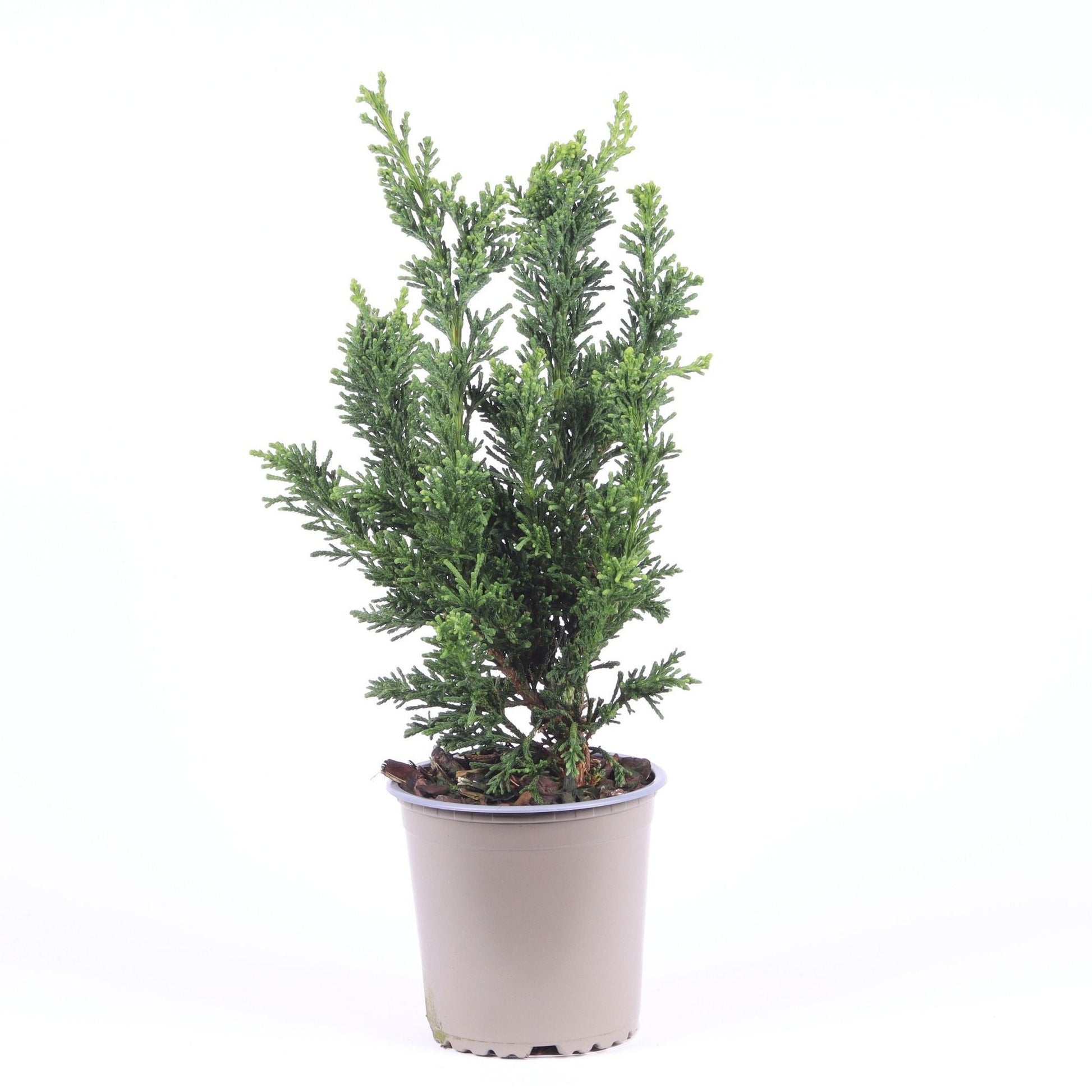 Chamaecyparis obtusa Draht 32cm 13cm Pot