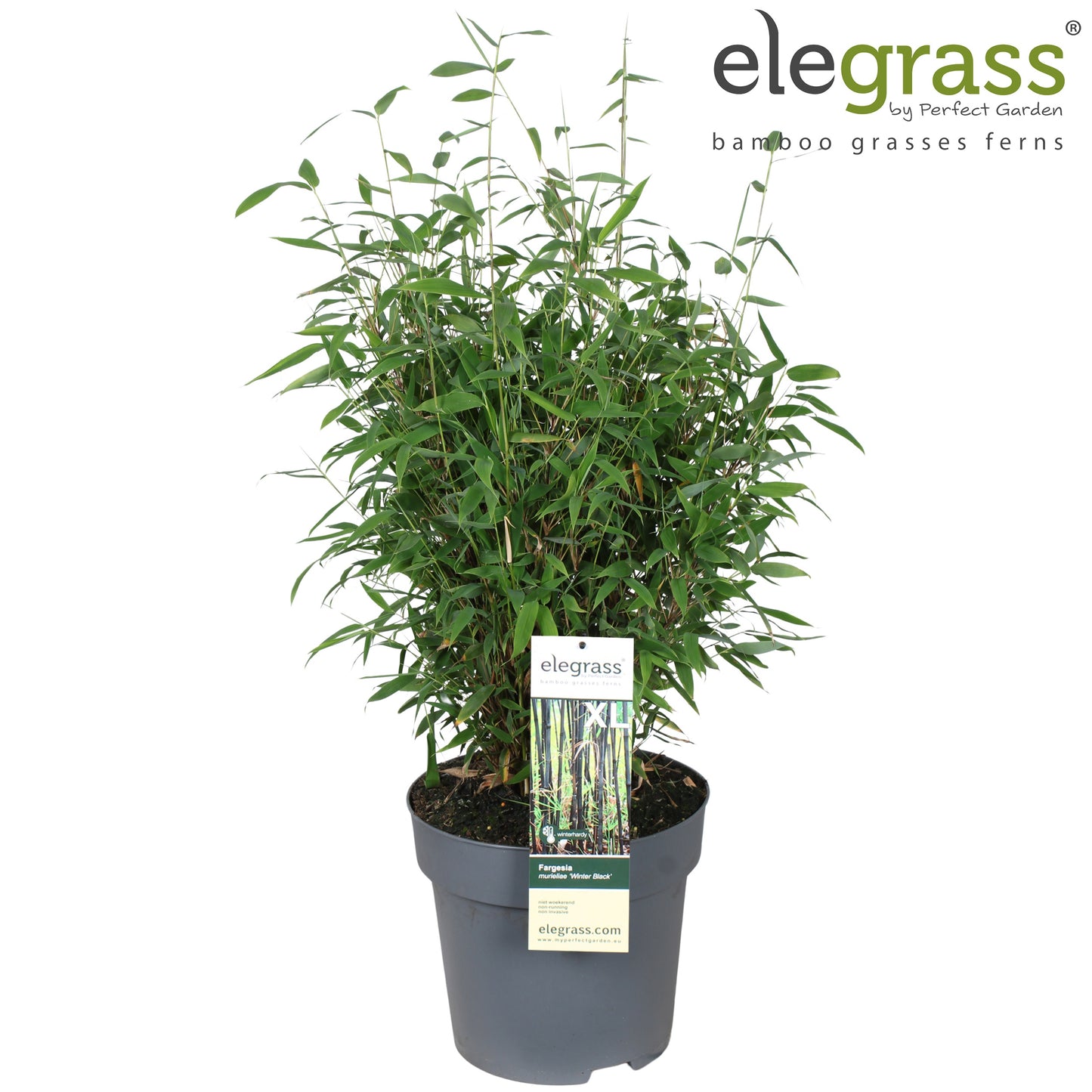 Fargesia Winter Black 110cm 29cm Pot