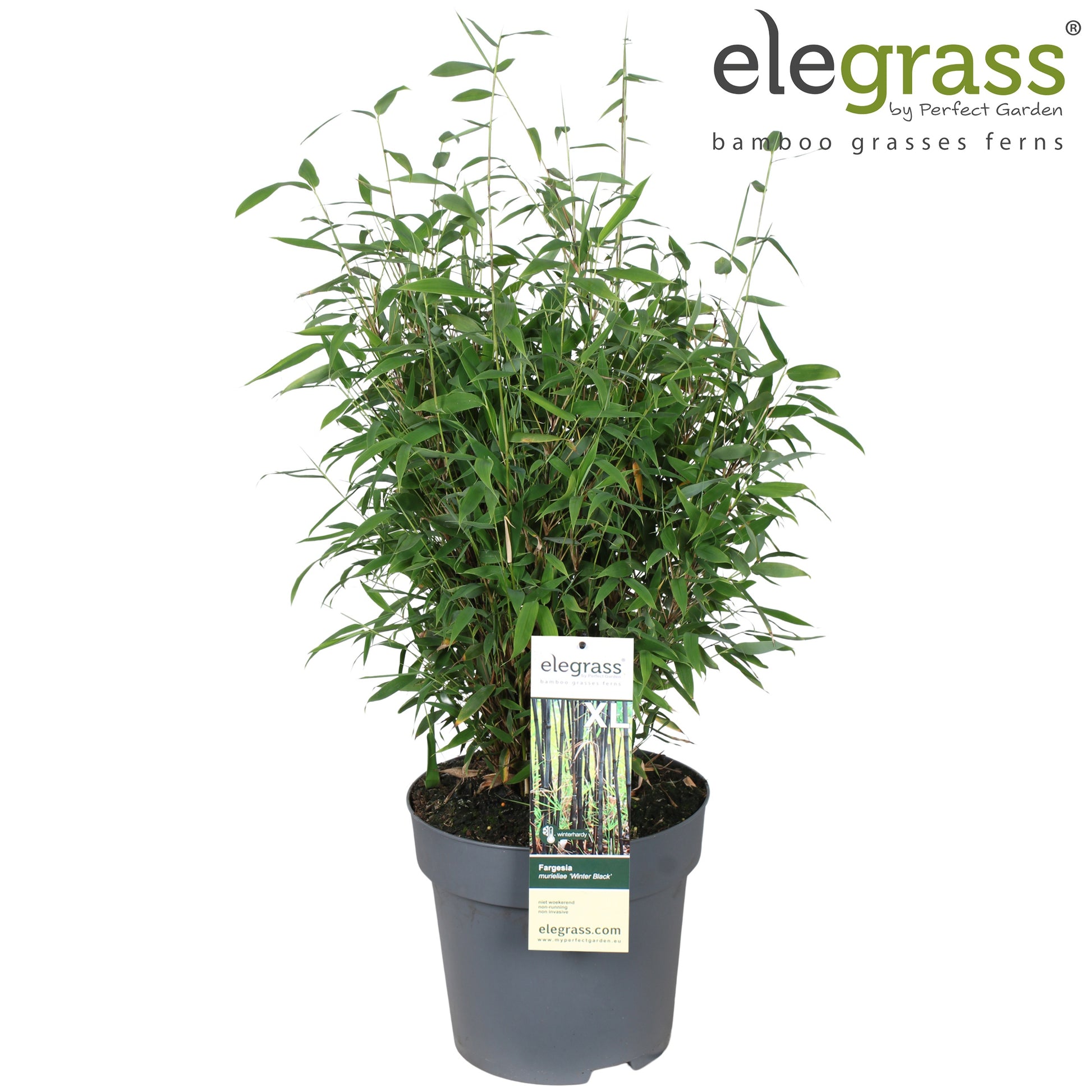 Fargesia Winter Black 110cm 29cm Pot
