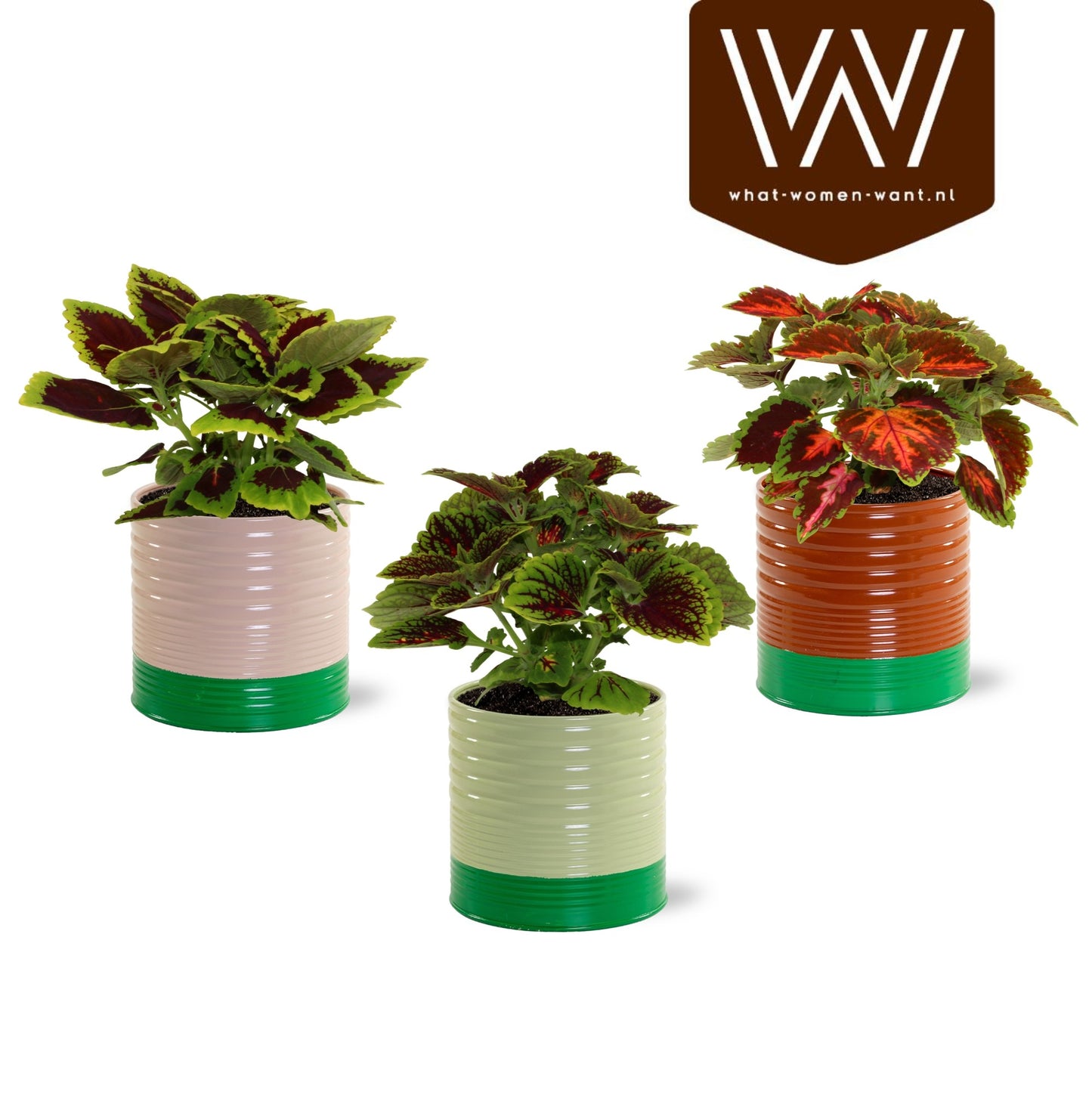 Coleus blumei mix 25cm 12cm Pot