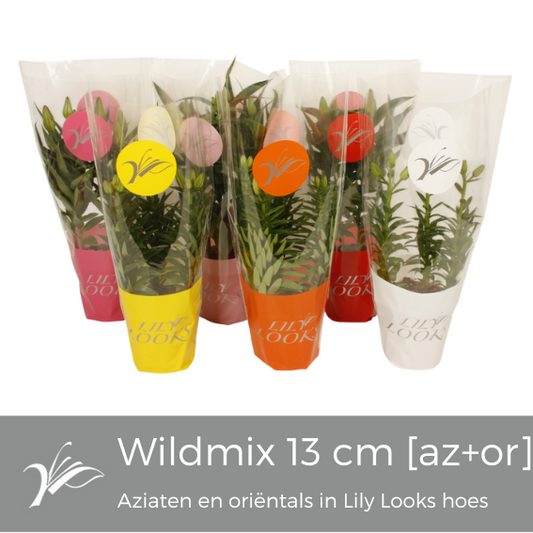 Lilium diff. 40cm 13cm Pot