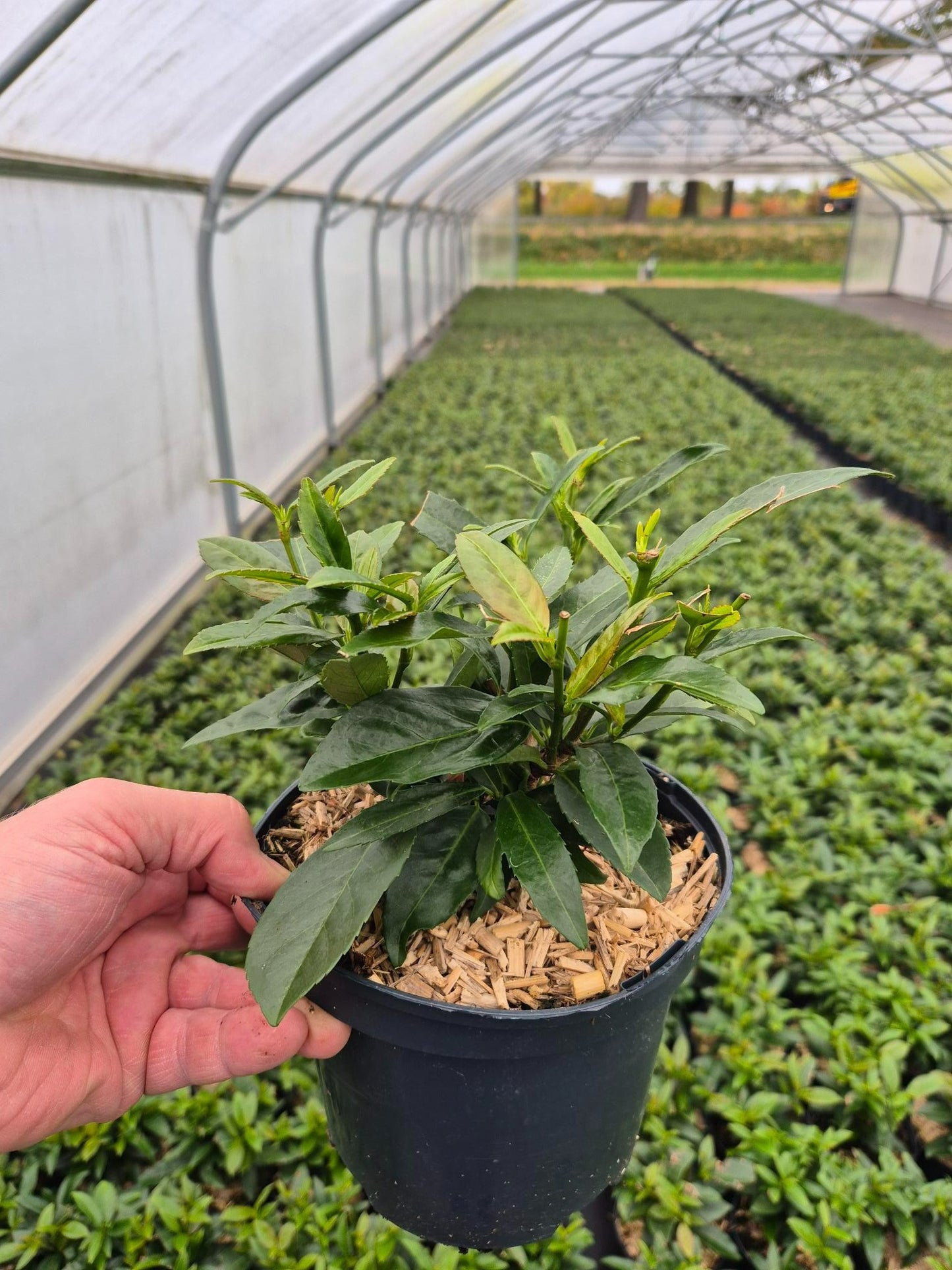 Roessel Tuinpl. VOF, B. v. Prunus Caucasica Pack of 1