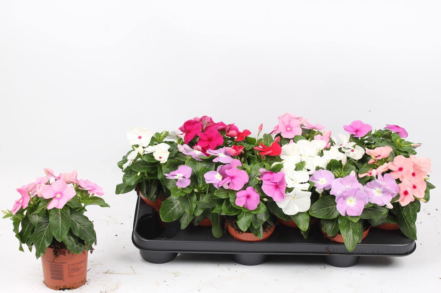 Catharanthus ros. mix 20cm 510cm Pot