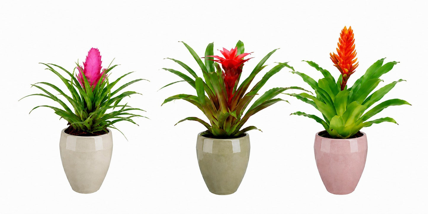 Bromelia mix 30cm 10.5cm Pot