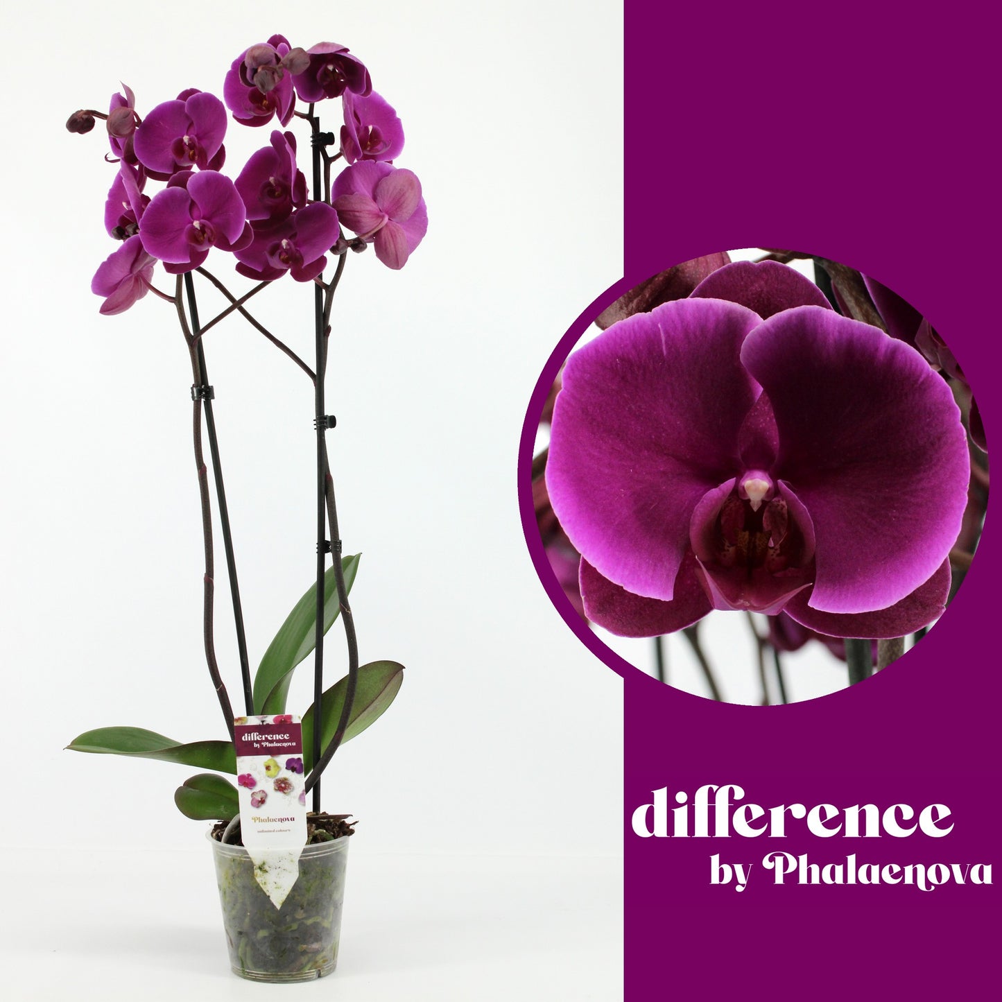 Phalaenopsis Joyride 70cm 12cm Pot