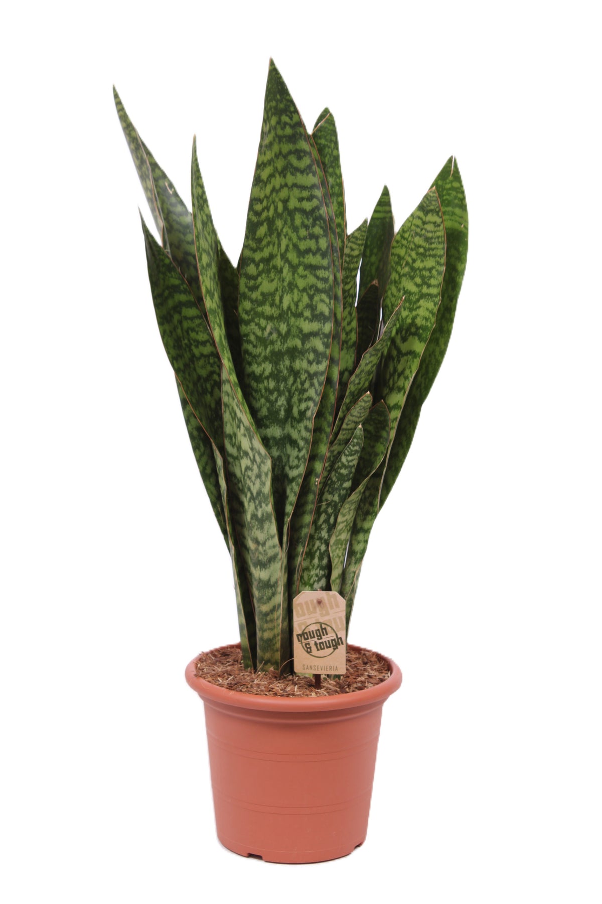 Sansevieria trifasciata 90cm 25cm Pot