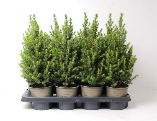 Picea glauca Perfecta 38cm 13cm Pot