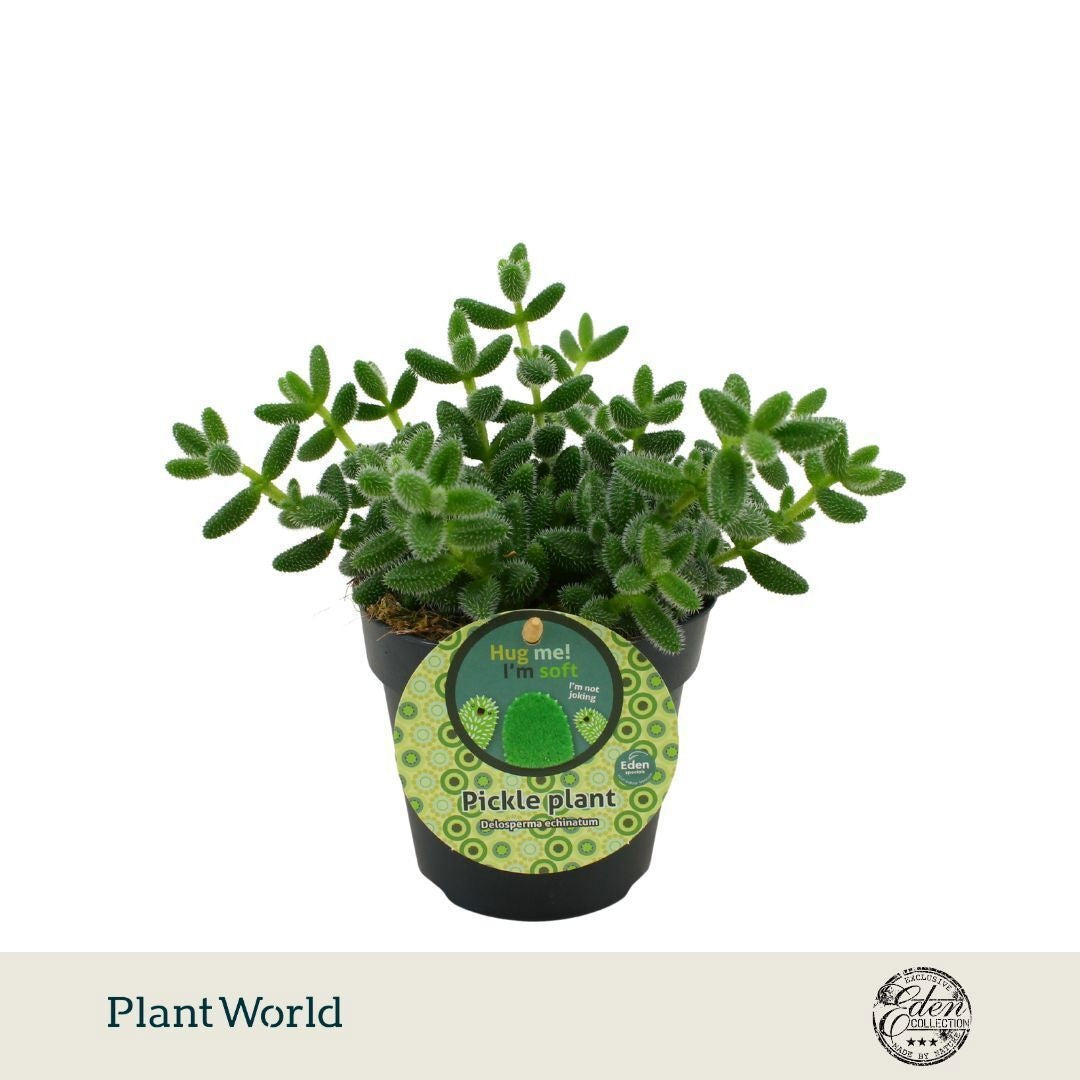 Plantworld Smit Kwekerij Delosperma echinatum Pack of 6