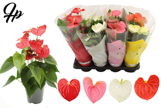 Anthurium mix 45cm 14cm Pot
