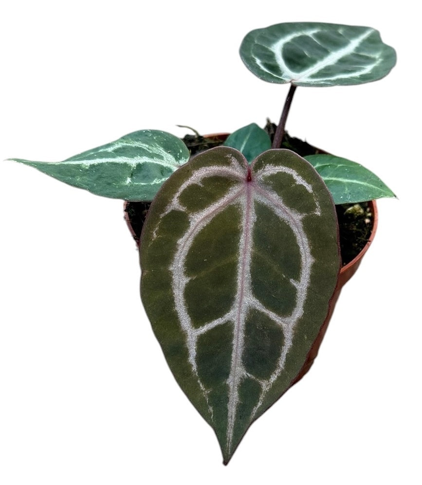 Anthurium Red Crystallinum 10cm 8cm Pot