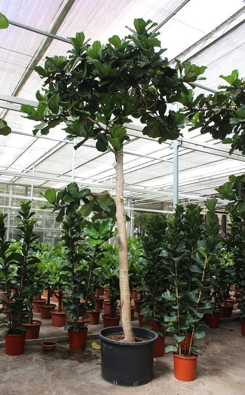 Ficus lyrata 500cm 85cm Pot