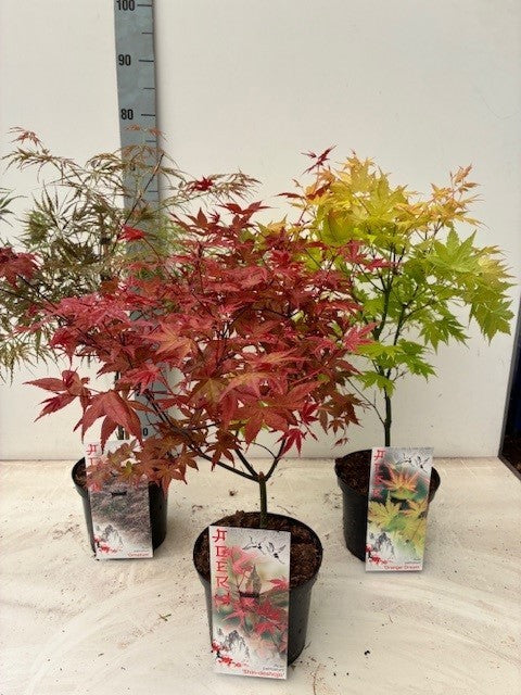 Acer palmatum mix 65cm 19cm Pot