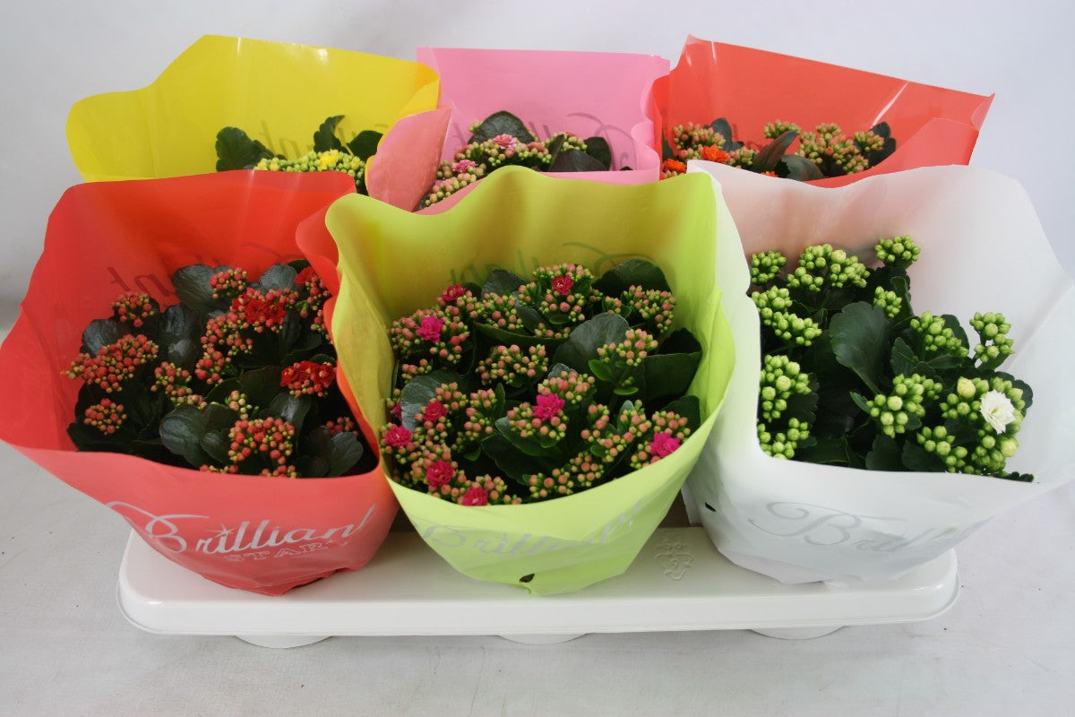 Kalanchoe mix 24cm 15cm Pot