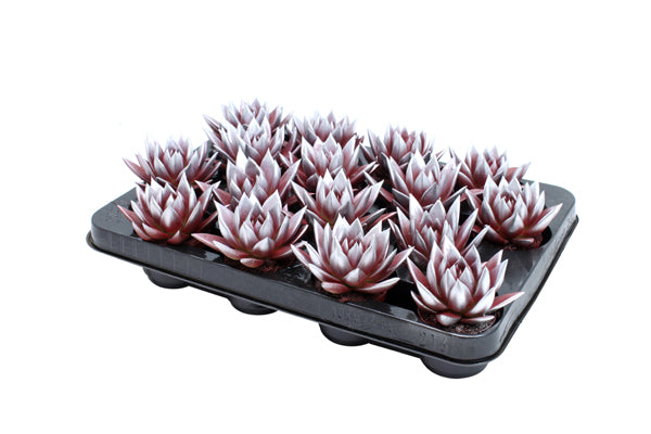 Echeveria colored red 8cm 6cm Pot