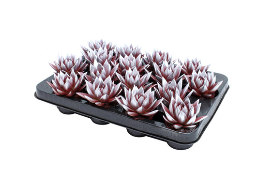 Echeveria colored red 8cm 6cm Pot