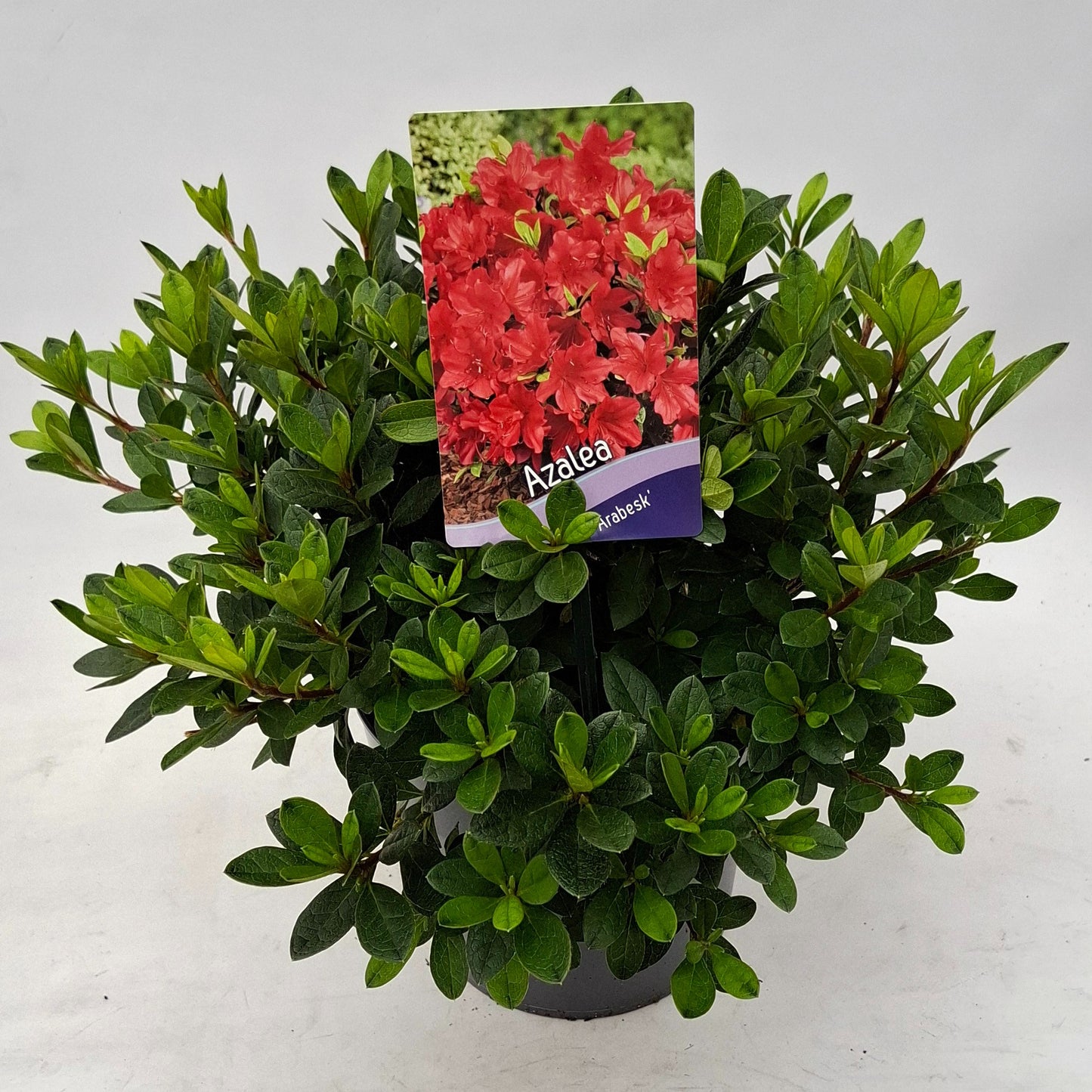 Rhododendron Arabesk 30cm 19cm Pot