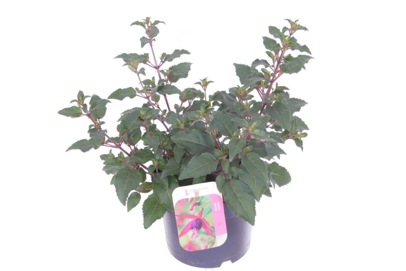 Fuchsia Beacon 35cm 17cm Pot