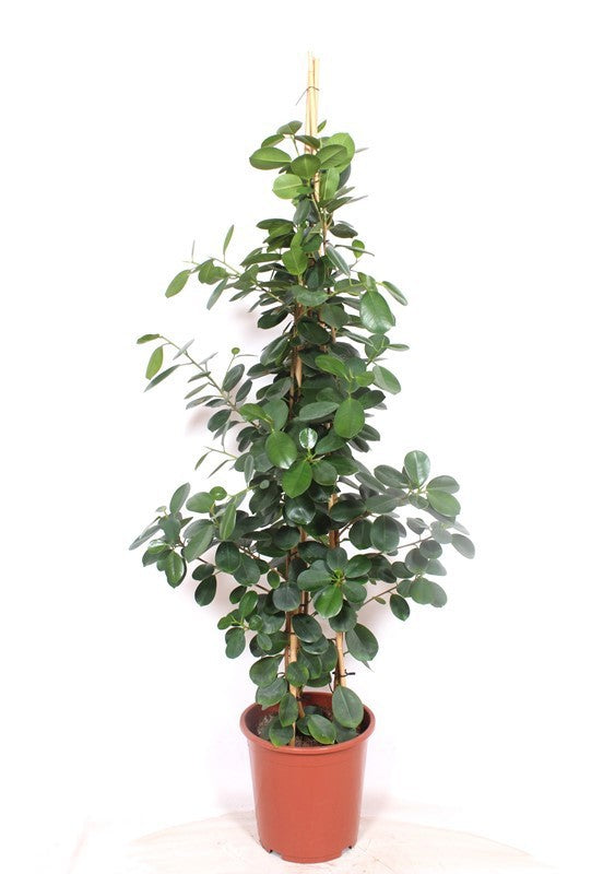 Ficus microcarpa 140cm 27cm Pot