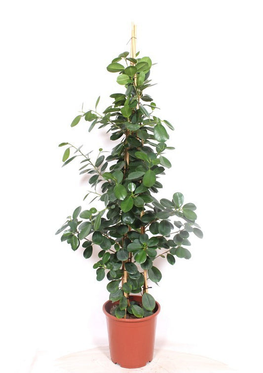 Ficus microcarpa 140cm 27cm Pot