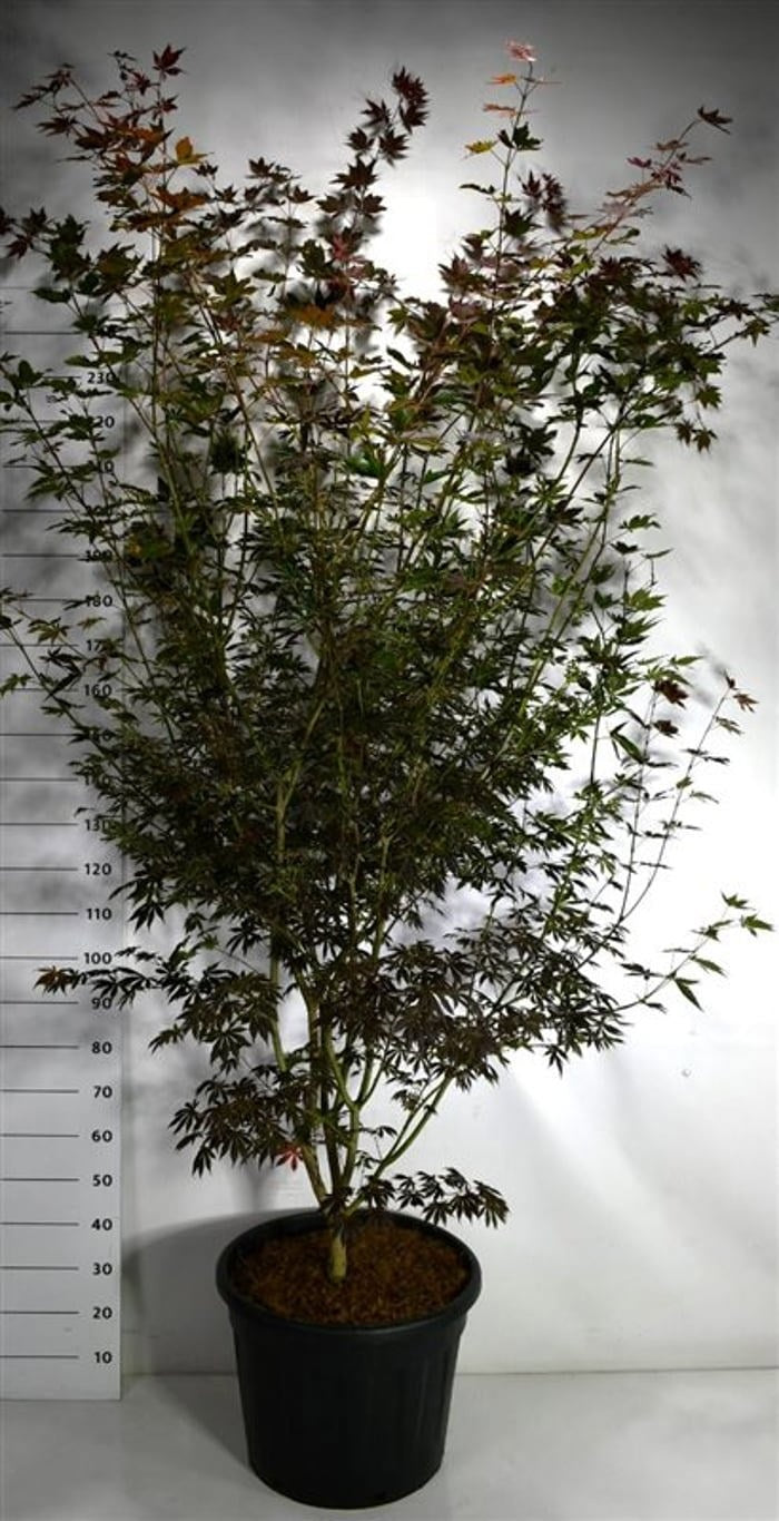 Bloemenkampen BV, Hkw. de Acer Trompenburg Pack of 1