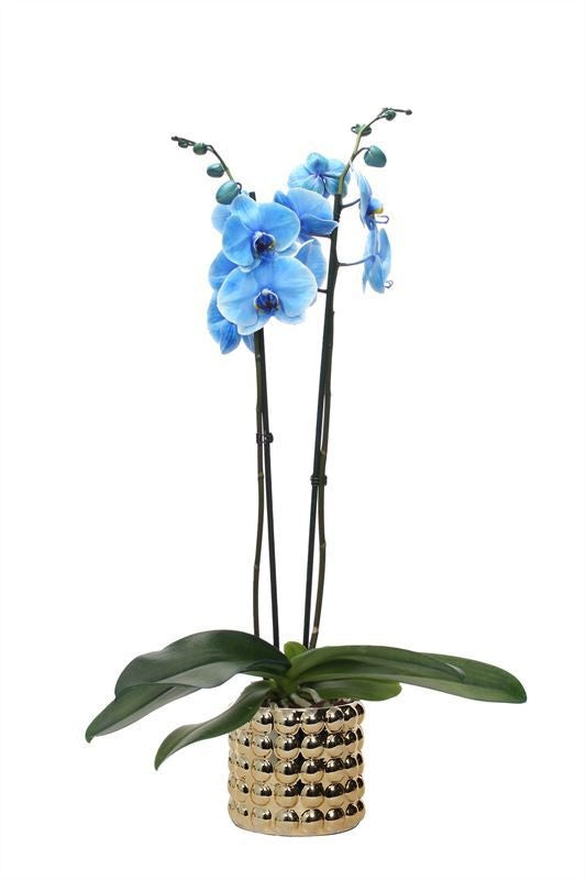 Phalaenopsis Hybrid 55cm 12cm Pot