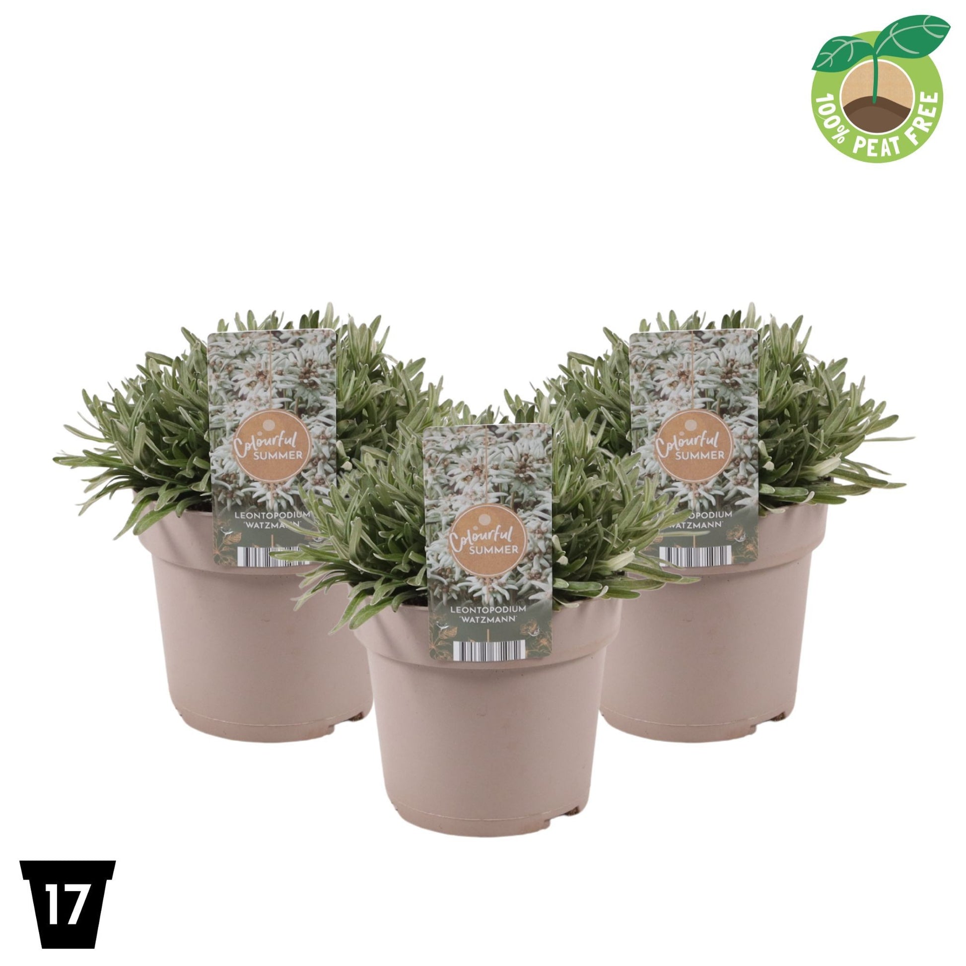 Leontopodium alp. Watzmann 30cm 17cm Pot