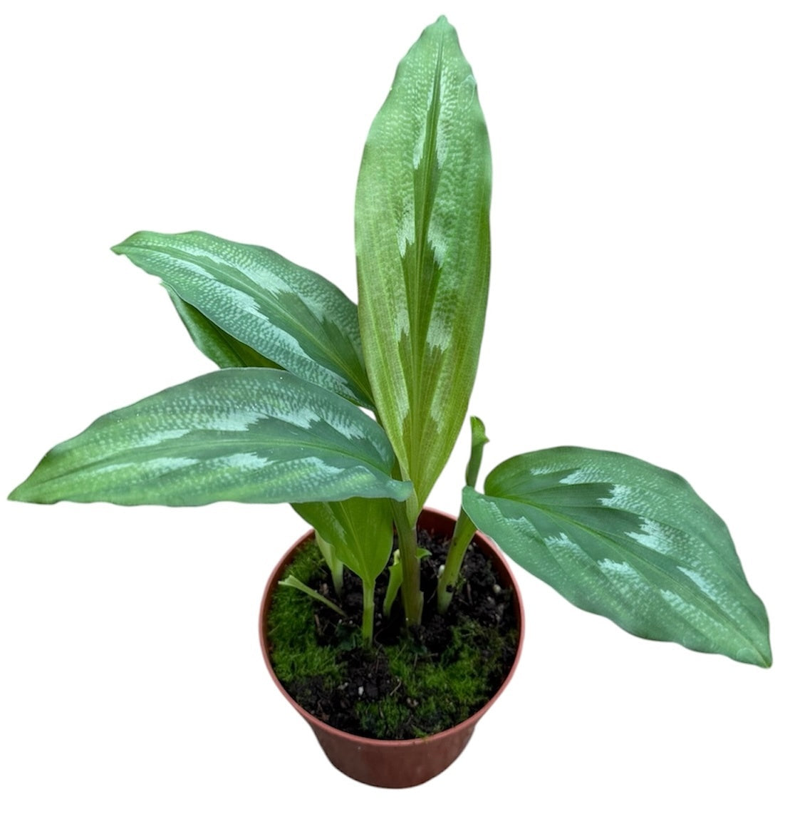 Kaempferia Rotunda 15cm 8cm Pot
