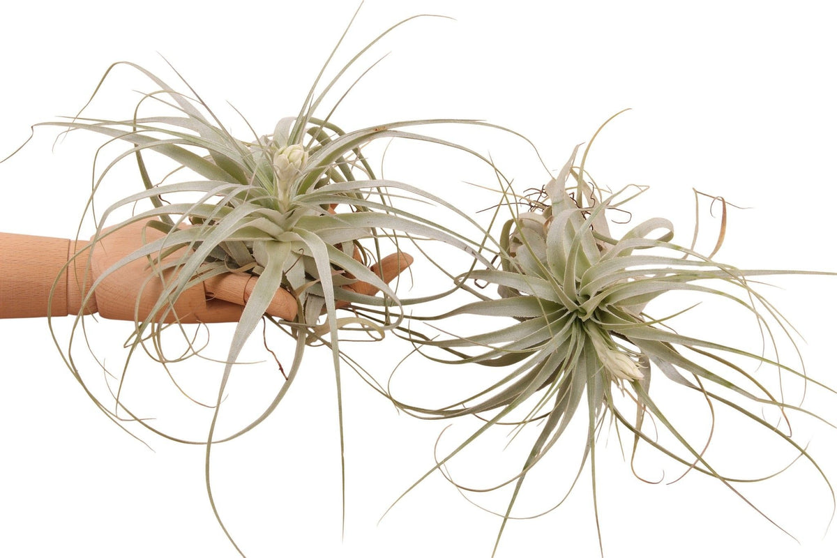 Tillandsia ionantha 20cm 998cm Pot